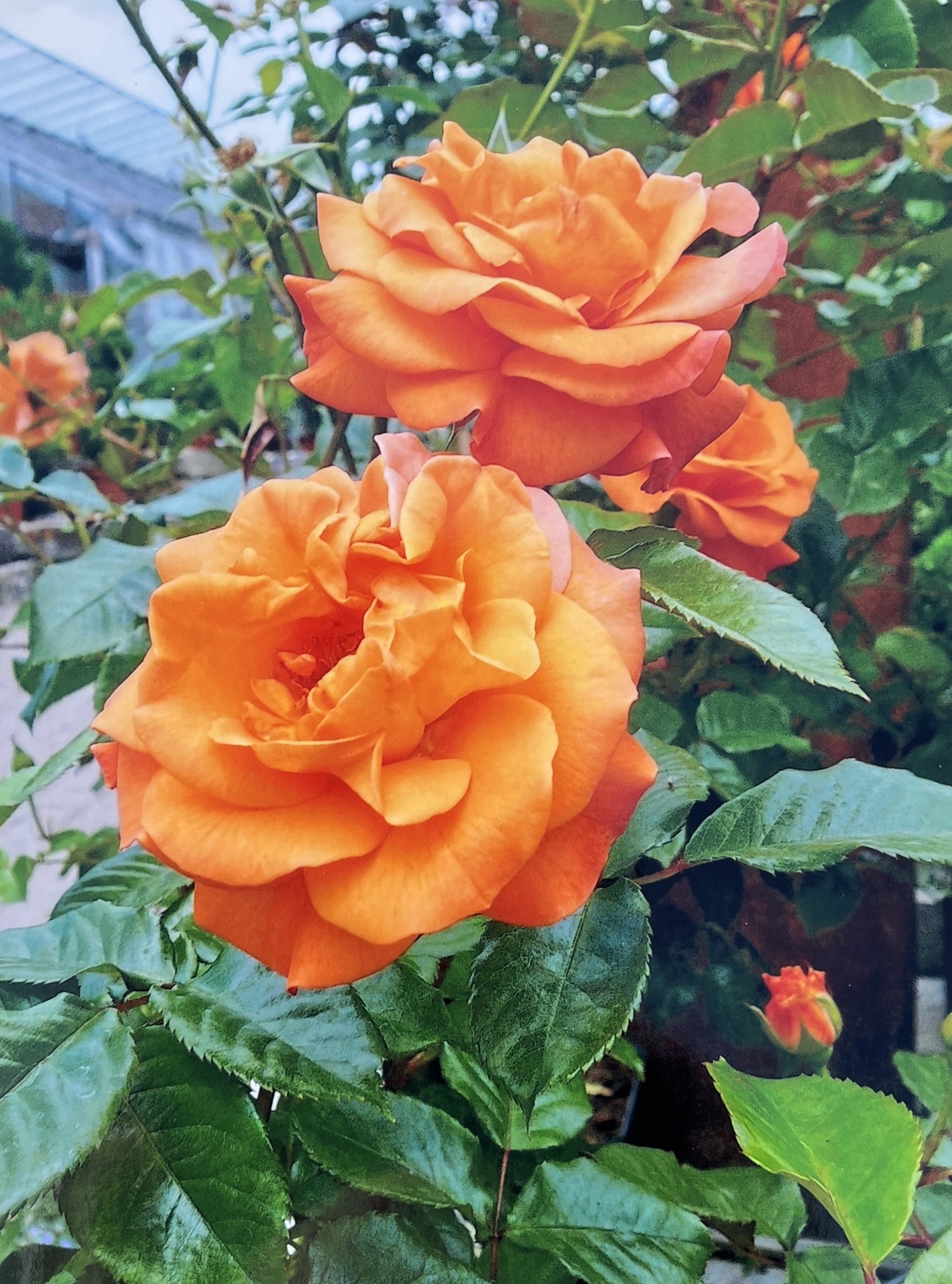Beigelegtes Foto: orangefarbene Rosen am Klostergebäude