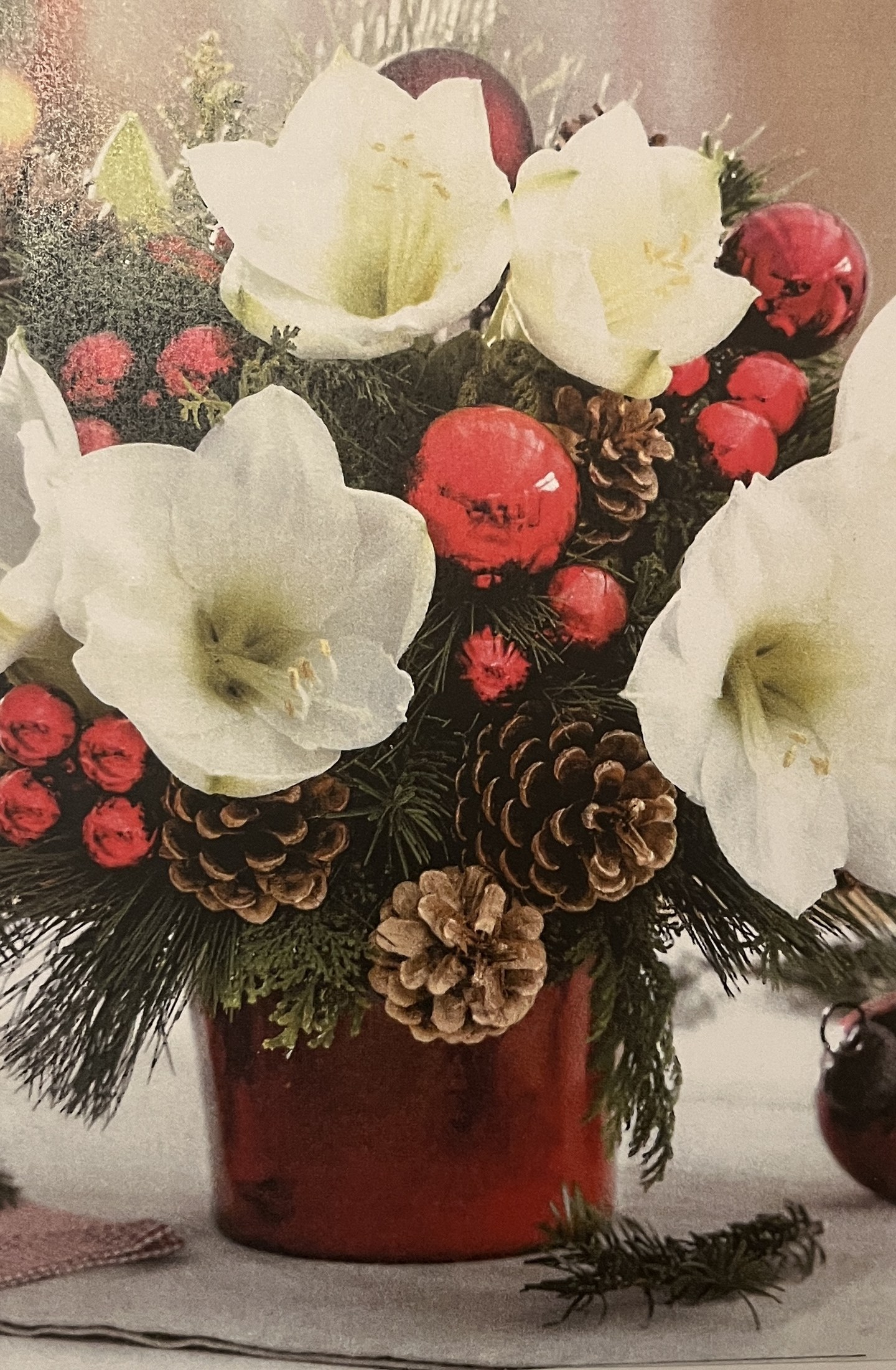 Beigelegtes Foto: weiße Amaryllisblüten mit roten Kugeln, Zapfen und Tannengrün in einem roten Topf