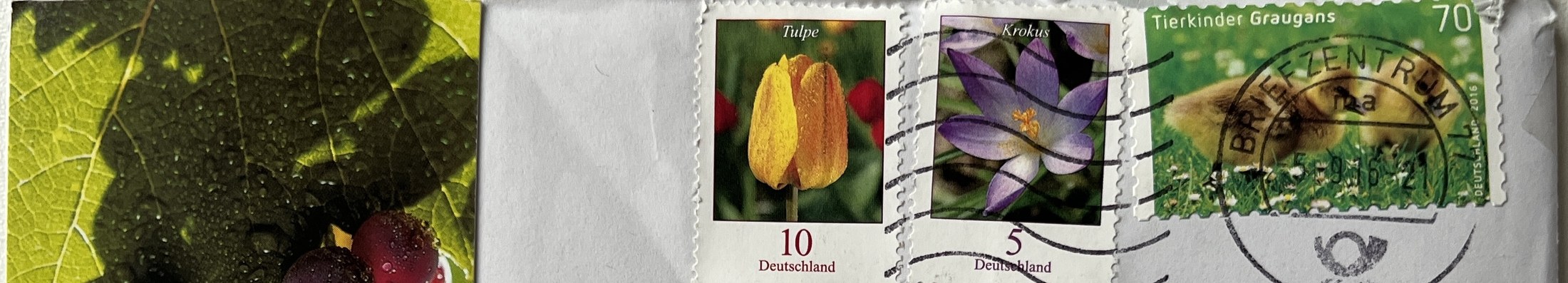 Umschlag: Briefmarken (Tulpe, Krokus, Graugans) und Poststempel vom 5. 9. 2016