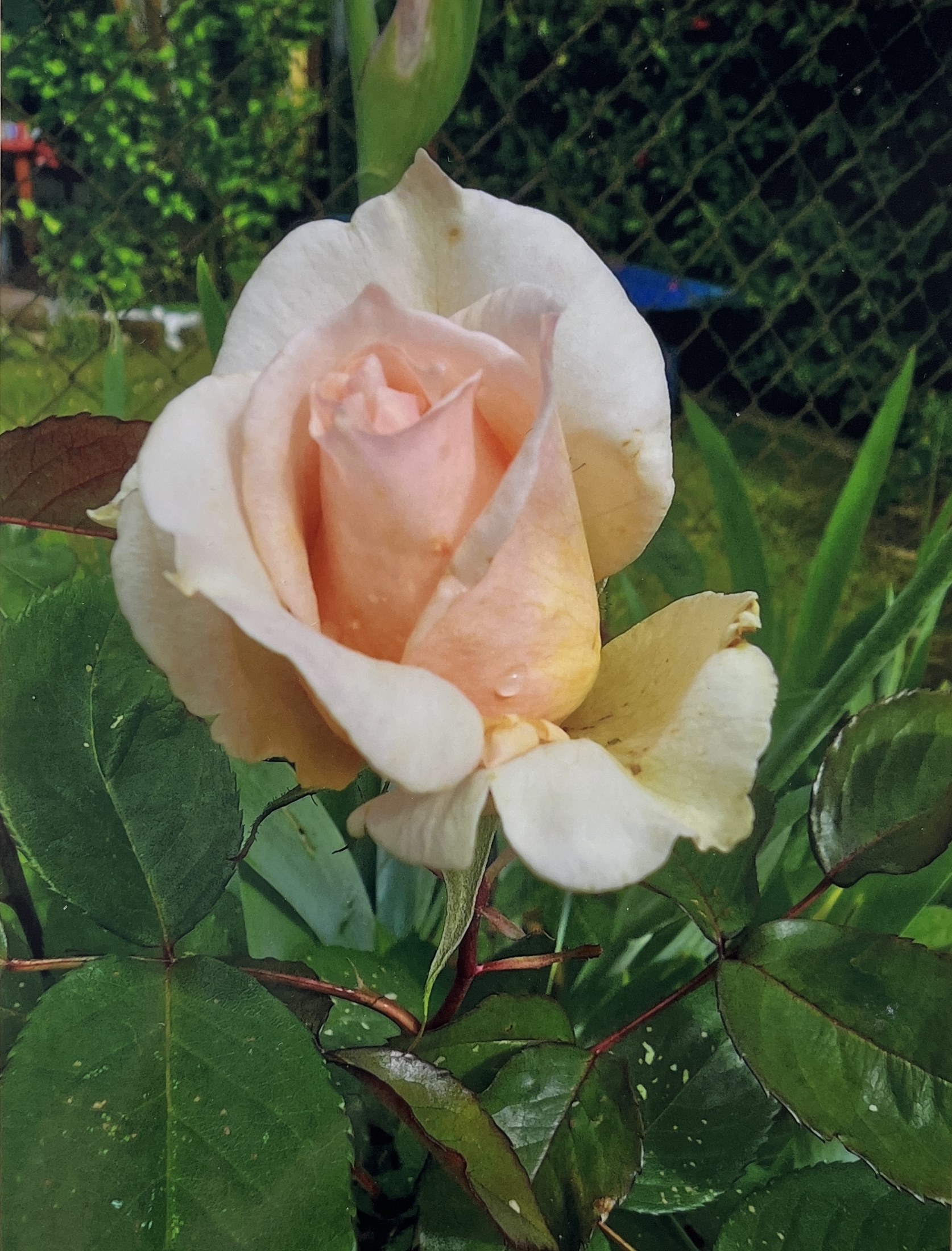 Beigelegtes Rosenfoto