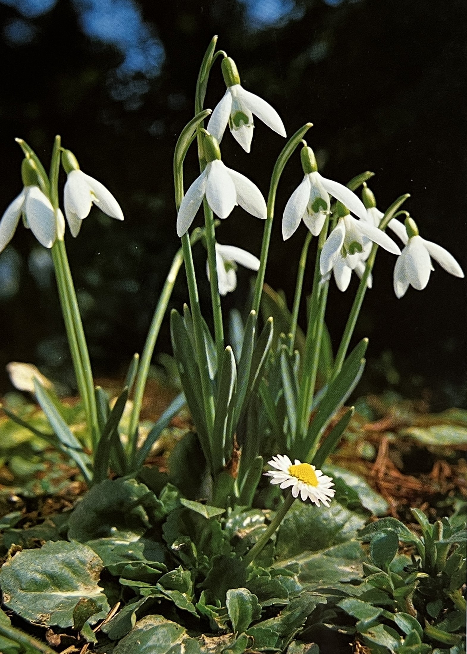 Beigelegte Karte: Schneeglöckchen mit Gänseblümchen
